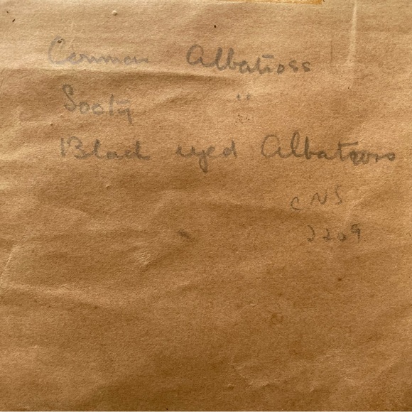 Antique Bird Illustrations - book plate etchings - Picture 8 of 15